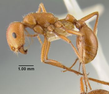 Media type: image;   Entomology 20574 Aspect: habitus lateral view